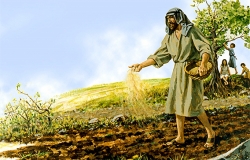 Hạt giống nẩy mầm