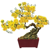 Thông báo về HỘI XUÂN BÍNH THÂN 2016